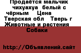 Продаётся мальчик чихуахуа, белый с чёрным. › Цена ­ 7 000 - Тверская обл., Тверь г. Животные и растения » Собаки   